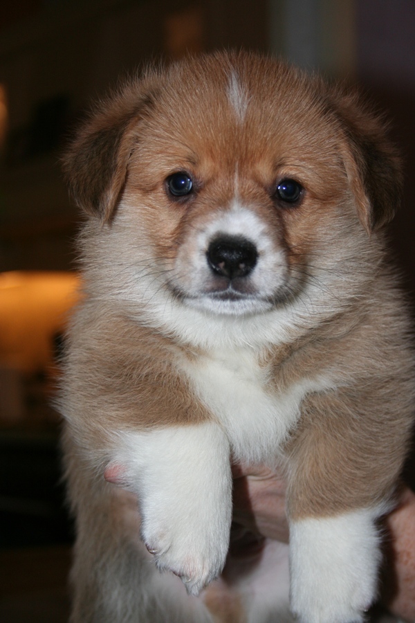 Puppies